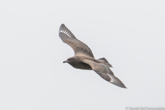 Stercorarius skua