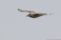 Stercorarius skua