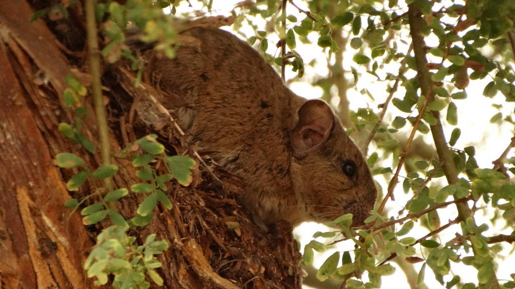 Bennett's Chinchilla Rat