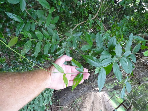 Maputaland climbing bushwillow (Combretum eugeneanum)