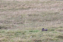 Stercorarius skua
