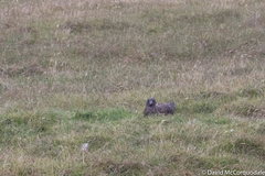 Stercorarius skua