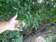 Combretum eugeneanum