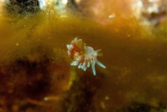 Cratena capensis