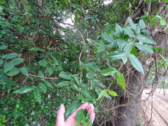 Combretum eugeneanum