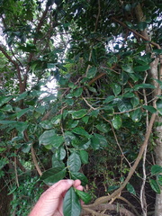 Suregada zanzibariensis