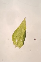 Anacamptodon splachnoides