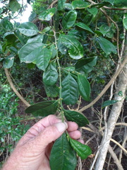 Suregada zanzibariensis