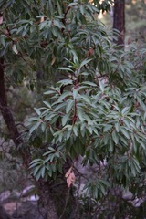 Arbutus arizonica