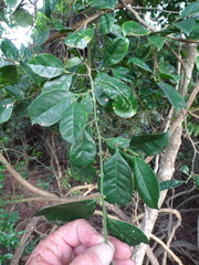 Suregada zanzibariensis