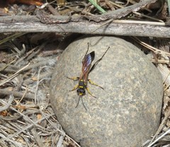 Sceliphron asiaticum