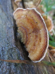 Stereum hirsutum