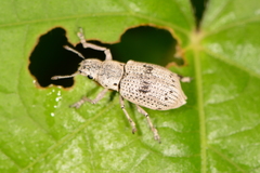 Ericydeus lautus