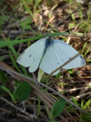 Pieris rapae