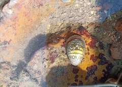 Neripteron violaceum