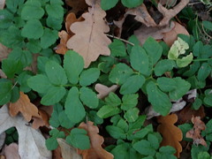 Aegopodium podagraria