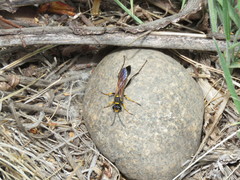 Sceliphron asiaticum