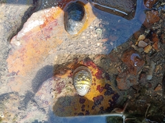 Neripteron violaceum