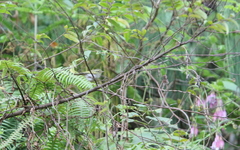 Phylloscopus goodsoni