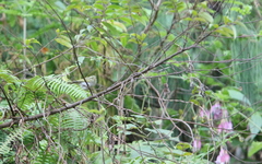 Phylloscopus goodsoni