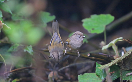 Manipur Fulvetta (Fulvetta manipurensis), photo 8