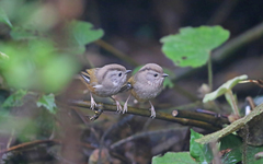 Fulvetta manipurensis