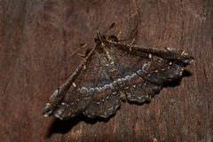 Lepidoptera