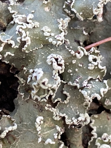 Speckled Greenshield