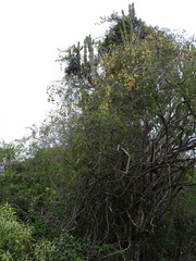 Maerua rosmarinoides