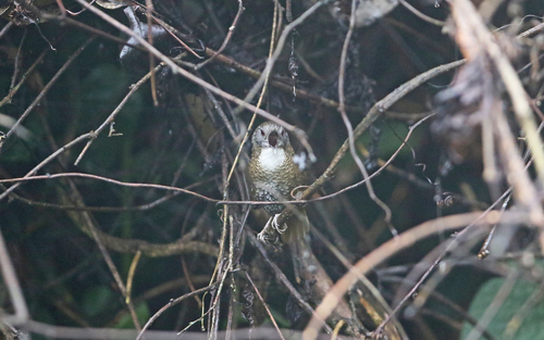 Pale-throated Wren-Babbler (Spelaeornis kinneari), photo 3