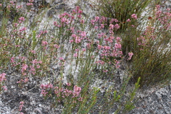 Erica chlamydiflora