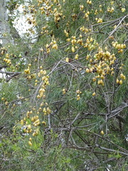 Maerua rosmarinoides