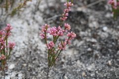 Erica chlamydiflora