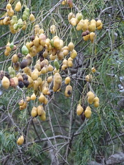 Maerua rosmarinoides