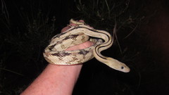 Bogertophis subocularis