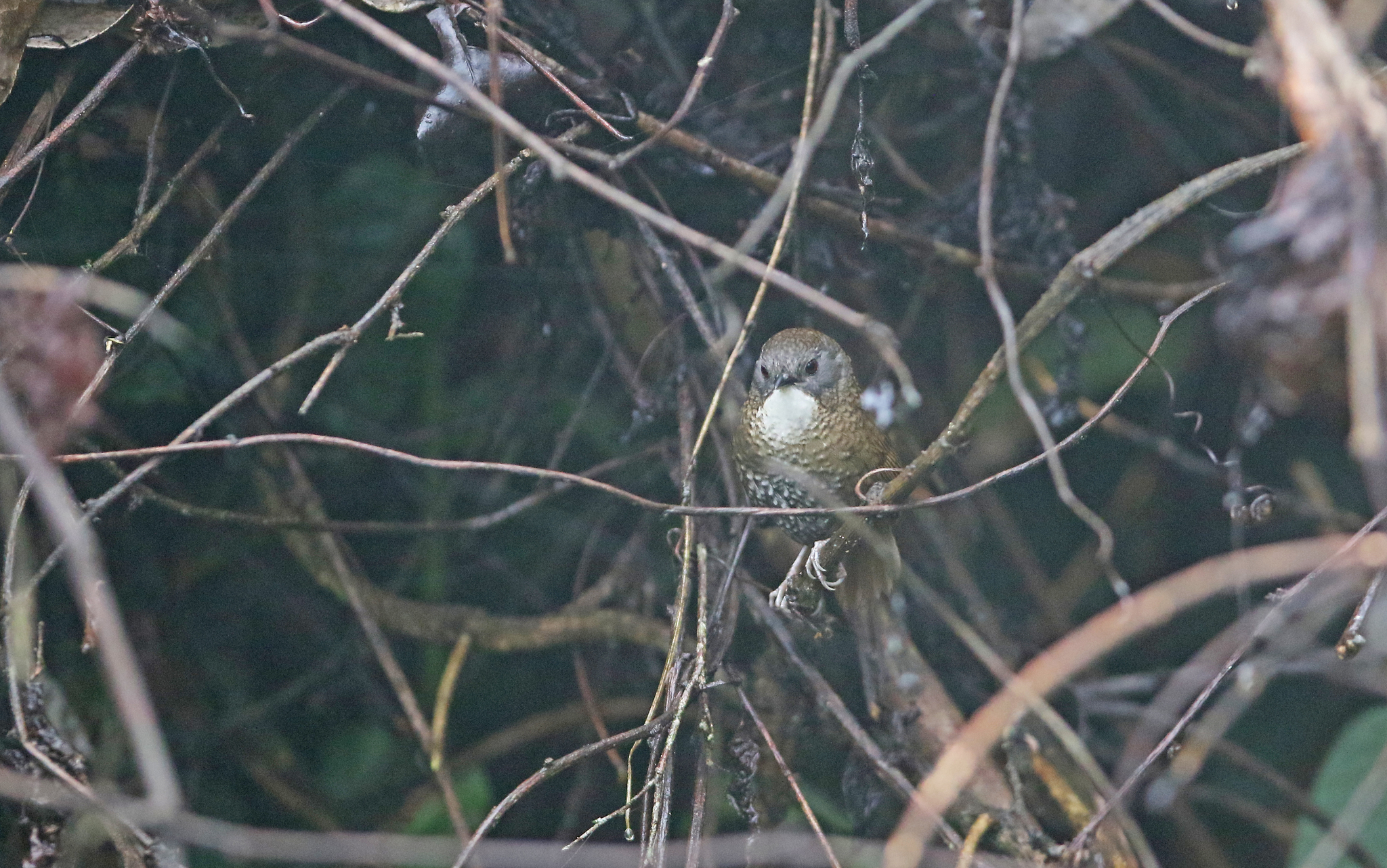 Pale-throated Wren-Babbler