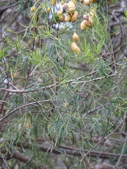 Maerua rosmarinoides