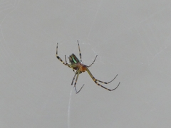 Leucauge decorata