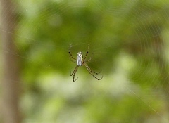 Leucauge decorata