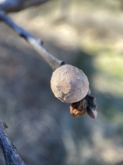 Disholcaspis simulata