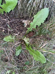 Taraxacum officinale