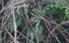 Spelaeornis kinneari