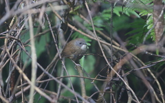 Spelaeornis kinneari