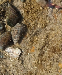 Semiricinula konkanensis