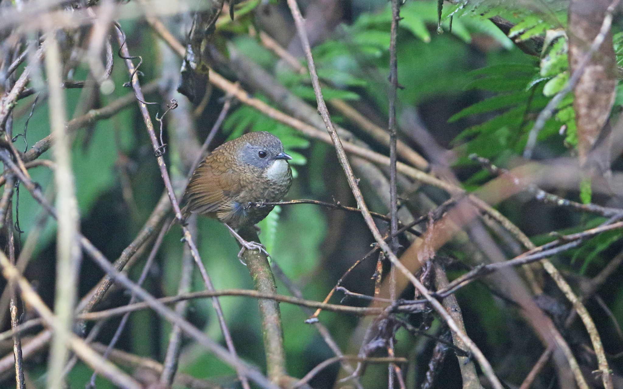 Pale-throated Wren-Babbler
