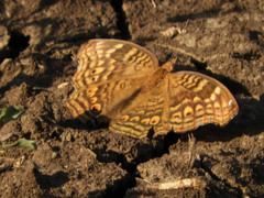 Junonia chorimene