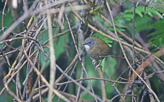 Spelaeornis kinneari