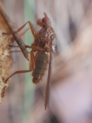 Sciomyzoidea