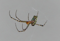 Leucauge decorata