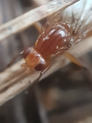 Sciomyzoidea